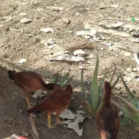 مرغ و خروس نسل دار|حیوانات مزرعه|سراوان, |دیوار