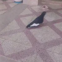 کفتر سینه جفت|پرنده|شیراز, جوادیه|دیوار