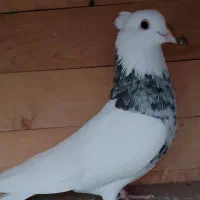 کبوتر طوقی|پرنده|محمدشهر, ولدآباد|دیوار