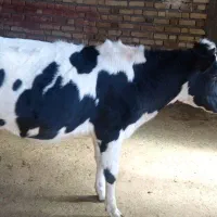 گوساله ماده هلشتاین اصیل