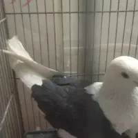 فروش 2عدد نرطوق ویه نرپشت سیاه کفتر