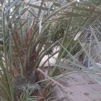 فروش بچه نخل اصل برحی|گل و گیاه طبیعی|بندر ماهشهر, |دیوار