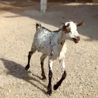 اهویی صلال|حیوانات مزرعه|بافت, |دیوار