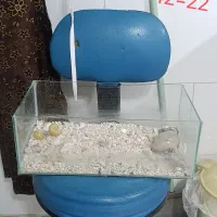 چند عدد آکواریوم و وسایل