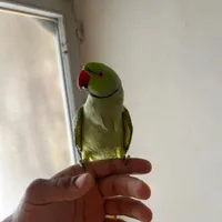 طوطی ملنگو|پرنده|مبارکه, |دیوار
