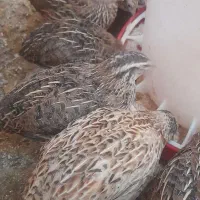 بلدرچین دوماهه۱۲۰عدد