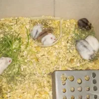 همستر های ۲۰ روزه