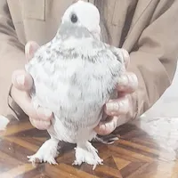 کبوتر|پرنده|یاسوج, |دیوار