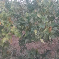 خرید وفروش پسته پوک