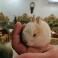 بچه خرگوش