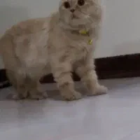 گربه نژاد دار|گربه|گلستان (تهران), |دیوار