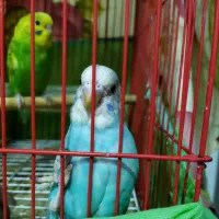 مرغ عشق واگذاری|پرنده|رشت, حمیدیان|دیوار