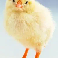 کار در مرغداری