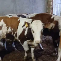 گوساله نر شرابی اماده پروار