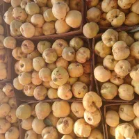 به درجه دو  عالی