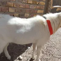 نر بز سانن اصل