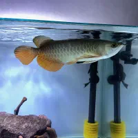 ماهی آروانا ردتیل گلدن