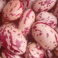 لوبیا چیتی 70روزه دست چین فروش فوری