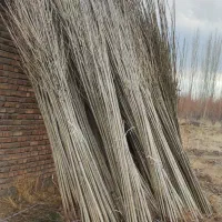 نهال صنوبر استاندارد نهالستانی آماده ارسال|خدمات باغبانی و درختکاری|آمل, |دیوار