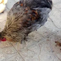 خروس|حیوانات مزرعه|جهرم, |دیوار