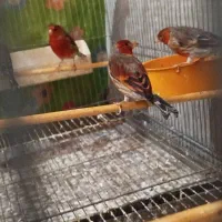 فروش سهره قناری تعداد وتکی|پرنده|بهارستان, |دیوار