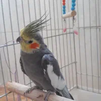 عروس هلندی با قفس