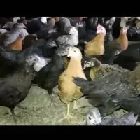 جوجه مرغوخروس محلی پاسیاه  و بوقلمون محلی