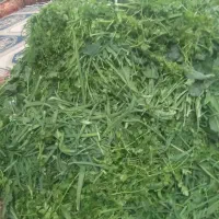 امسال ثبت سفارش انواع سبزی خام وسبزی خورشتی ابپز