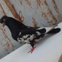 کفتر