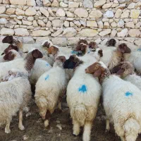 فروش گوسفند