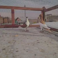 پرنده یهودی خوشرنگ نر