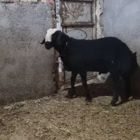 بره قوچی شالی|حیوانات مزرعه|تاکستان, |دیوار