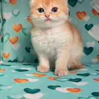 گربه های اشرافی iran cats