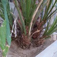 بچه نخل برحی|گل و گیاه طبیعی|بندر ماهشهر, |دیوار