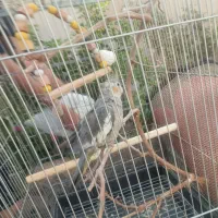 عروس هلندی ۷۰۰