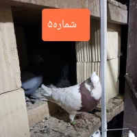 کفتر یا کبوتر مفت سواکن جداکن|پرنده|قم, سعادتی|دیوار