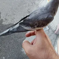 عروس هلندی نر
