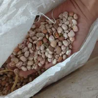 فروش لوبیا چیتی|عمده‌فروشی|آباده, |دیوار