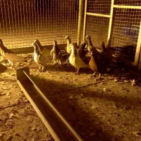 کبوتر دورگ شهرستانی