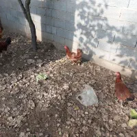 فروش مرغ و خروس محلی