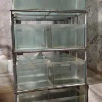 آکواریوم وپایه سالنی تکثیروپرورش