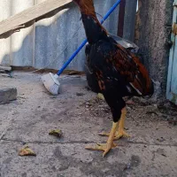 مرغ و خروس لاری