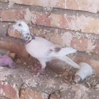 کبوتر