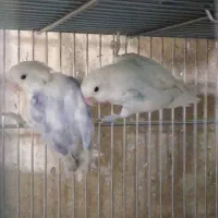 طوطی برزیلی (از پدر ومادر وارداتی)|پرنده|تهران, مجیدآباد|دیوار