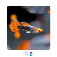 گوپی نژاد کوی توکسیدو و دامبو
