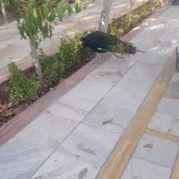 طاووس|پرنده|مشهد, وکیلآباد|دیوار