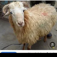 قصاب سیار