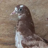 جوجه کبوتر پرشی|پرنده|تهران, جی|دیوار