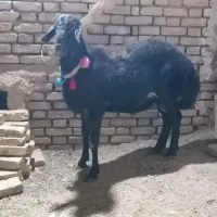 بره قوچی  قره قزل مویی  لخت