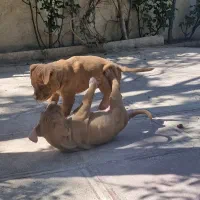 پیت بول های اصیل تعداد محدود